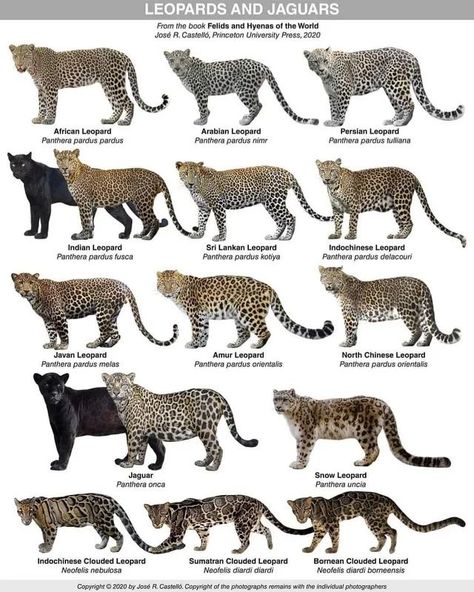 Noriker Horse, Wild Cat Species, Animal Infographic, Jaguar Animal, Cat Species, Exotic Cats, Animal Species, Animal Facts, Prehistoric Animals