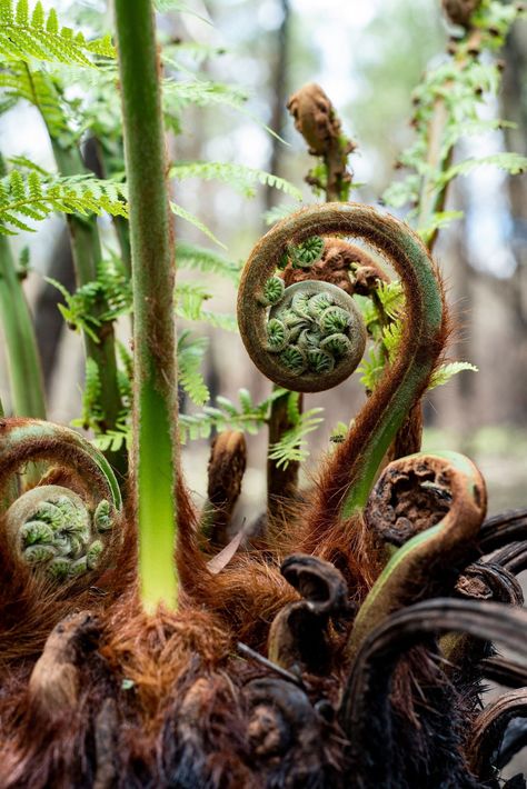 Tree Ferns are ferns of insanely large proportions growing up out of a wood “trunk”. If you are already obsessed with the beautiful look and feel of fern fronds, then this is a way to bring in a statement plant that is rarely seen indoors. Tree Ferns are easy to care for and a unique way to create that jungle feel in your house. My guide will cover tips for care and success. Mossy Cottage, Fern Photo, Woodland Ferns, Repotting Plants, Fiddlehead Ferns, Wood Fern, Jungle Plants, Growth And Decay, Human Figure Sketches