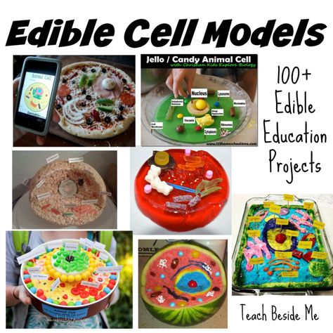 Plant Cells Project Ideas, 3d Animal Cell Project, 3d Cell Project, Plant Cell Cake, Edible Animal Cell, Animal Cell Model Project, Edible Cell Project, Plant Cell Project, Edible Cell