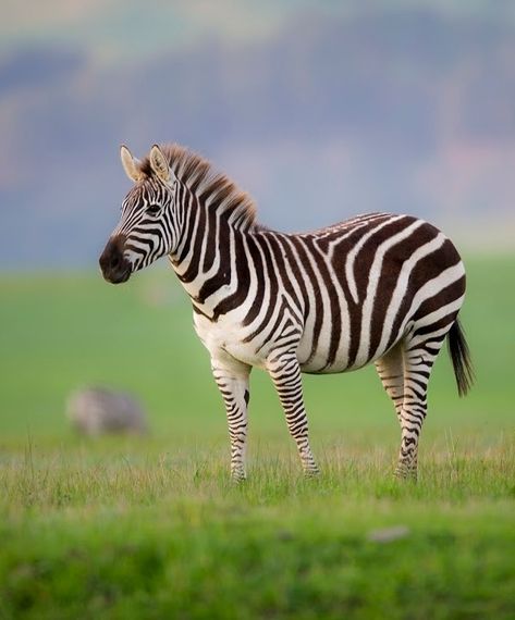 Zebra Anatomy, Zebra Reference, Zebra Photos, Zebra Photography, Zebra Photo, Zebra Pictures, Zebra Art, Wild Animals Pictures, Zebra Animal