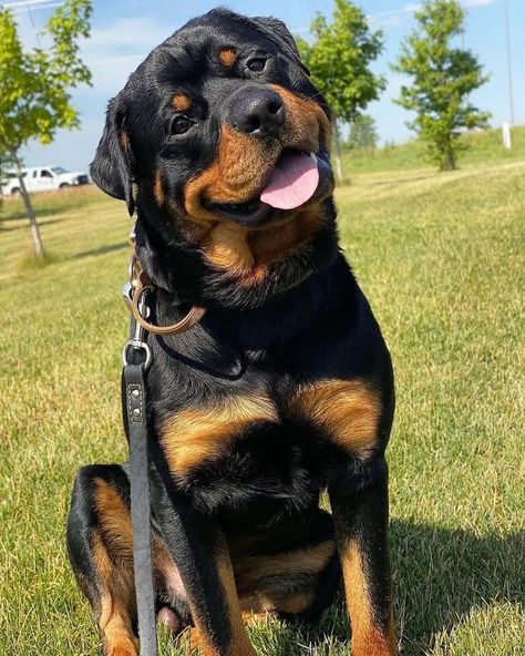 Golden Retriever Rottweiler, Rottweiler Puppies For Sale Near Me, Rotwiller Dogs Aesthetic, Roman Rottweiler, Cute Rottweiler Puppy, Rottweiler Cute, Rottweiler Pictures, Puppy Rottweiler, Cute Rottweiler