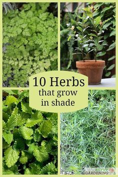 Container Herbs, Growing Herbs Outdoors, Homegrown Herbs, Raised Herb Garden, Best Herbs To Grow, Easy Herbs To Grow, Herbs To Grow, Shady Garden, Growing Herbs Indoors