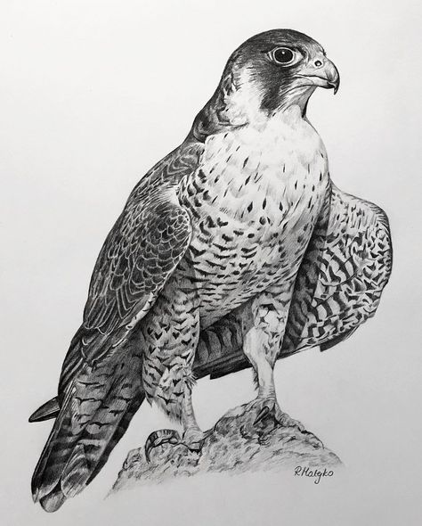 Falcon Drawing, Pencils Mechanical, Falcon Art, Realistic Animal Drawings, Eagle Drawing, Tree Drawings Pencil, I Am Exhausted, Bird Sketch, Spirit Animal Art