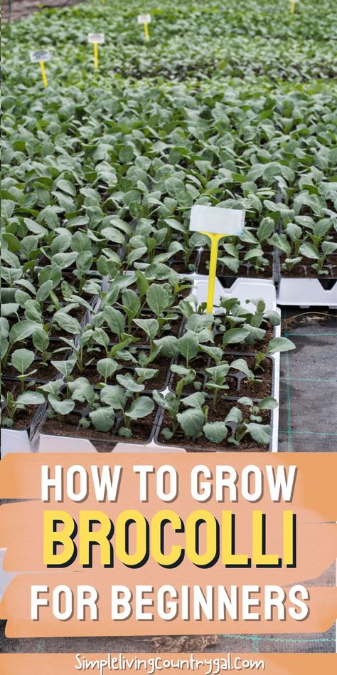 How To Plant Broccoli, How To Harvest Broccoli, Harvesting Broccoli, How To Grow Broccoli, Grow Broccoli, Broccoli Plant, Growing Broccoli, Growing Sweet Potatoes, Growing Peppers