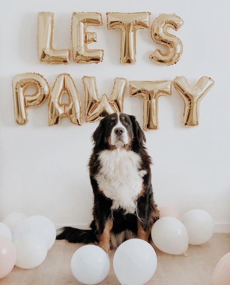 Puppy Birthday Pictures, Dog 1st Birthday Photoshoot, Dog Birthday Photoshoot Outside, Dog Birthday Photo, Dog Birthday Ideas, Dog Birthday Photoshoot, Dog Birthday Pictures, Dog Photography Studio, Dog First Birthday