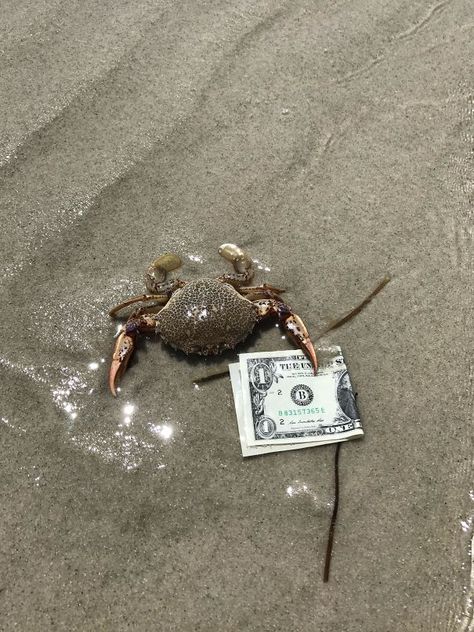 Mr. Crab's First Dollar Funny Beach Photos, Funny Beach Pictures, Beach Humor, One Dollar, Monsters Inc, Beach Vibes, Beach Photos, Johnny Depp, Funny Photos