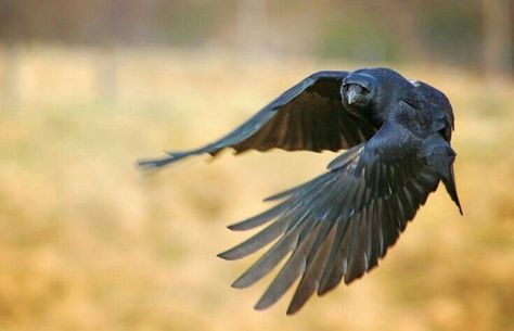 Raven Photography, Raven Flying, Rabe Tattoo, Crow Flying, Vogel Tattoo, Raven Bird, Crow Art, Tattoo Photography, Raven Art