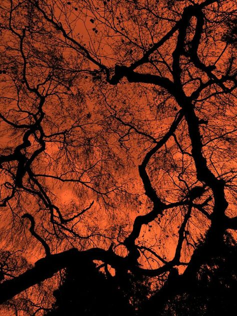 Dark Orange And Black Aesthetic, Orange Goth Aesthetic, Muted Orange Aesthetic, Blood Orange Aesthetic, Black And Orange Aesthetic, Orange Vibe, Alien Wallpaper, Orange Forest, Dark Forest Aesthetic