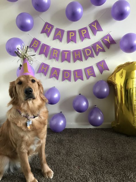 Puppy Birthday Photoshoot Ideas, Puppy Birthday Pictures, 1 Year Dog Birthday Pictures, Photoshoot Ideas For Dogs Birthday, Dog Birthday Picture Ideas, Dogs 1st Birthday, Dog Birthday Cake Easy, Dog Birthday Quotes, Dog Birthday Party Pets