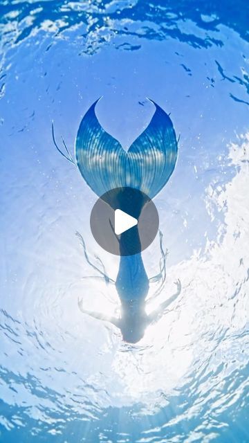 5,001 likes, 61 comments - mermaidaqualina on June 20, 2024: "✨😇💦 Water angel… 🐚 I have spent all day learning Da Vinci Resolve for video editing/color grading and OMG it is life changing!! I’ve been so lazy the last few years and edited all my videos on my phone with Lightroom or LumaFusion, but using a real computer software makes all the difference. 💫 So excited to experiment and post this next batch of videos with upgraded editing. Time to take this art to the next level baby!! 💙 🎥 Da Vinci Resolve, Water Angel, Mermaid Stuff, Computer Software, Color Grading, My Phone, Life Changing, Video Editing, So Excited