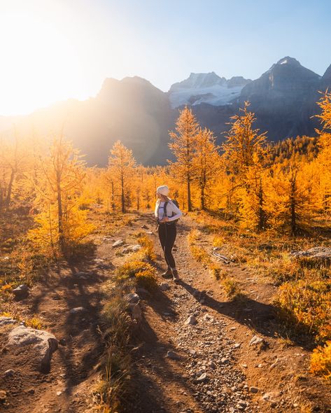 Larch season in the Canadian Rockies is gonna be here sooner than you think… 🍂❤️🏔️ Fall is our favourite season for hiking and the Canadian Rockies start to put on a show of bright yellow larches mid to late September. Who’s planning a trip to Banff this season?! Check out our updated blog post on yakeandmarie.com for our Best Fall Hikes in the Canadian Rockies 🍁😍 • • • • #banff #canadianrockies #banffnationalpark #banffalberta #mybanff #travelalberta #explorecanada #imagesofcanada #explor... Banff Fall, Fall Hikes, Banff Alberta, Favourite Season, Explore Canada, Fall Hiking, Canadian Rockies, Planning A Trip, Banff National Park