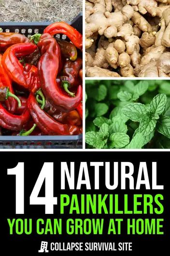 Want to grow natural painkillers at home? Check out these plants with herbal remedies that can help alleviate pain. Painkiller Recipe, Medicinal Herbs Remedies, Natural Pain Killers, Wild Lettuce, Growing Ginger, Natural Healing Remedies, Healing Plants, Painkiller, Survival Food