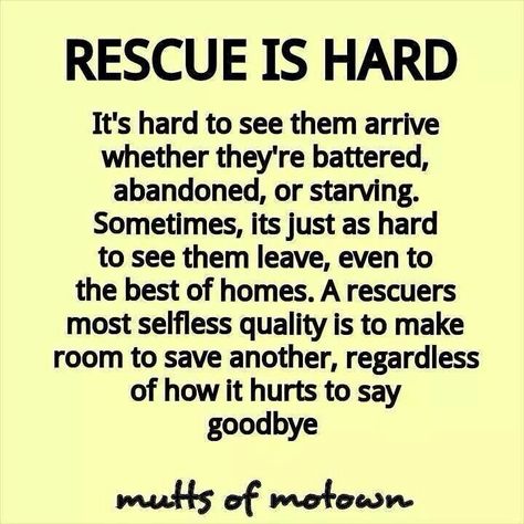 We are eternally grateful to all those who help in rescuing and rehabilitating animals. Thank you! Rescue Dog Quotes, Animal Rescue Quotes, Rescue Quotes, Foster Dog, Dog Shaming, Rescue Animals, Foster Mom, Pet Rescue, Pug Puppies