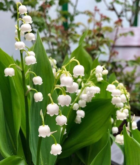 Lily of the Valley : The Delicate, Fragrant Beauty of Spring Purple Lily Of The Valley, Rose Like Flowers, Lily Valley, Xmas Flowers, Rose Meaning, Relaxing Images, Lilies Of The Valley, Wedding Ambiance, Purple Lily