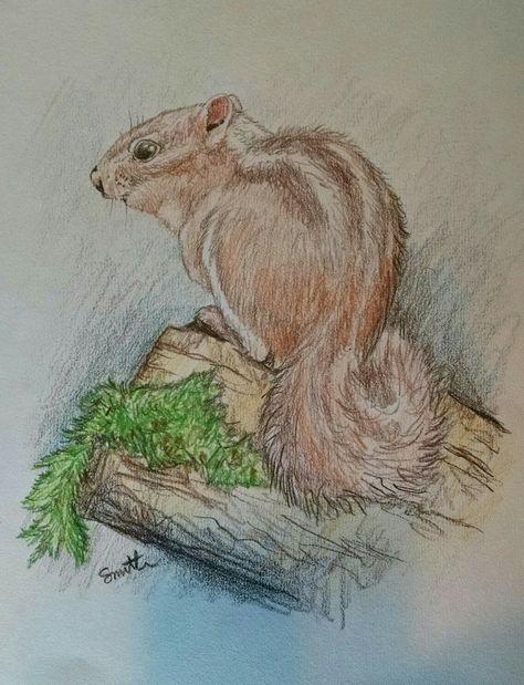 Colored Pencil Art Animals, Colored Pencil Artwork Easy, Coloured Pencil Animal Drawings, Easy Colored Pencil Drawing, Realistic Animal Colored Pencil Drawings, Squirrel Drawings, Color Pencil Drawing Easy, Color Pencil Art Realistic Animals, Moment Drawing