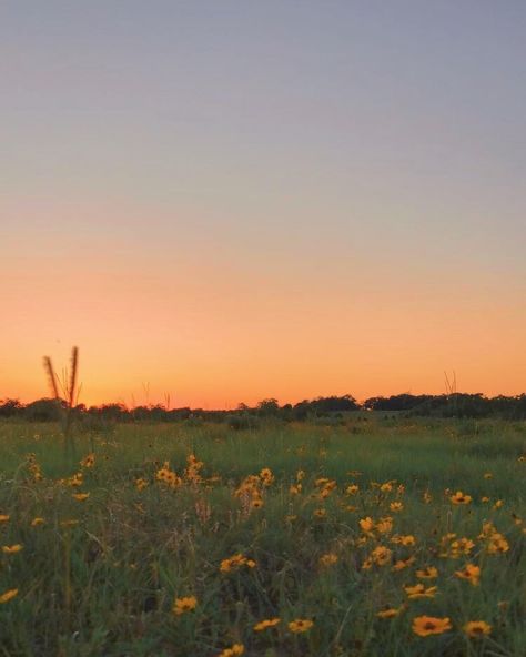 Grassy pasture flower wildflower sunset Pasture Aesthetic, Nature Aesthetic Landscape, Sunset Nature Aesthetic, Aesthetic Country, Sunset Today, Aesthetic Landscape, Farm Photography, Grassy Field, Diy Home Decor Ideas