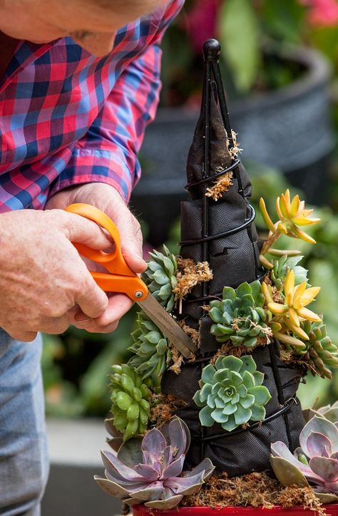 How to make a succulent Christmas tree | Better Homes and Gardens Succulent Christmas, Christmas Tree Idea, Twig Christmas Tree, Succulent Tree, Succulent Garden Design, Succulent Cuttings, Succulent Garden Diy, Fake Succulents, Christmas Plants