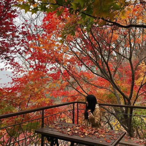 Japan Moodboard, Autumn Ambience, Japan Autumn, Night Shadow, Japan Photography, Japan Aesthetic, Hell Yeah, Hand Art Drawing, Autumn Aesthetic