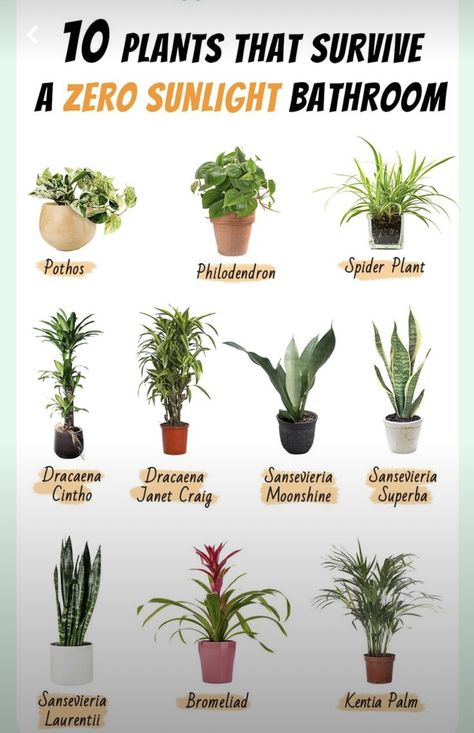 Plants For Bathroom Low Lights, Plants For Bathroom With No Windows, Bathroom Plant, Bathroom Plant No Light, Best Bathroom Plants No Light, Bathroom Plant No Sunlight, Shower Plants Bathroom Low Light, Bathroom Plants No Sunlight, Shadow Plants