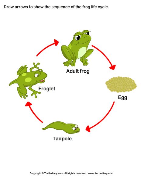 Sequence the Stages of Frog Life Cycle Answer Life Cycle Worksheet, Homeschool Science Lessons, Life Cycle Of A Frog, Life Template, Frog Eggs, Cell Diagram, Frog Activities, Frog Life Cycle, Chart Tool