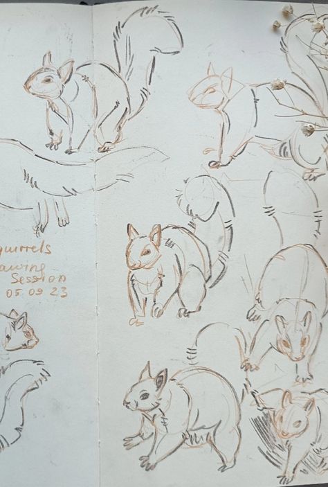 Squirrel Tail Drawing, Grey Squirrel Drawing, Drawing A Squirrel, Squirrel Sketch, Structure Sketch, Squirrel Character, Thumbnails Ideas, Squirrel Drawing, Squirrel Illustration