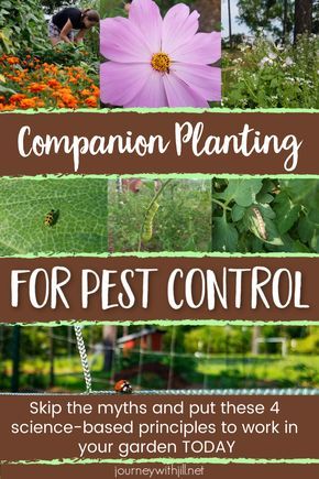 Garden Raised Beds, Planting Chart, Companion Planting Chart, Companion Planting Vegetables, Vegetable Garden Raised Beds, Organic Pesticide, Garden Pest Control, Home Vegetable Garden, Organic Gardening Tips