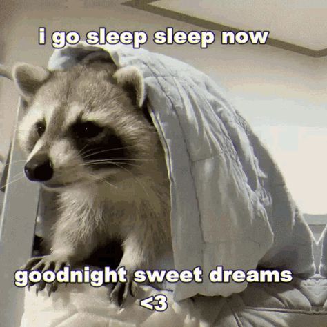 Good Night Funny Images, Good Night Gifs Funny, Goodnight Animals, Goodnight Gifs, Funny Good Night Pictures, Goodnight Gif, Raccoon Memes, Funny Good Night, Good Night Meme