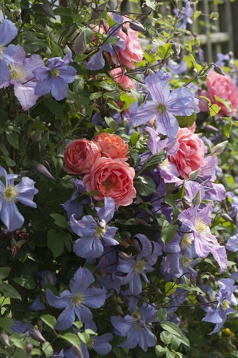 Monochromatic Garden, Lavender Clematis, Rose Garden Design, Cottage Garden Plants, Flower Therapy, Plant Combinations, Gorgeous Gardens, Garden Cottage, Farm Gardens