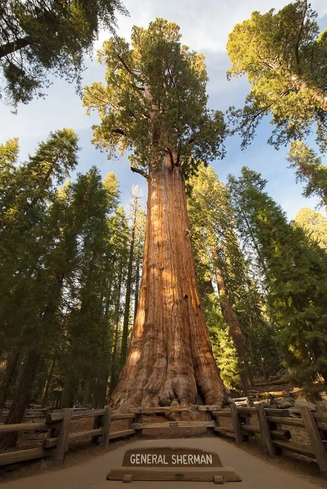 10 Awesome National Parks near San Francisco (2023) | The Whole World Is A Playground Most Beautiful Trees, Giant Sequoia Trees, Giant Sequoia, California Redwoods, Redwood Trees, Sequoia Tree, Redwood National Park, Redwood Tree, National Park California