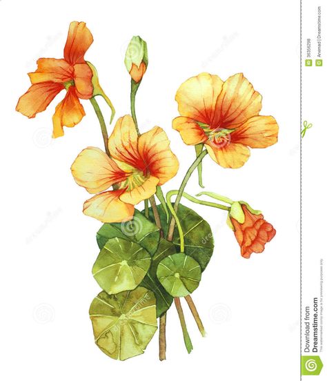 Nasturtium Flower, Illustration Botanique, Botanical Painting, Leaf Art, Botanical Flowers, Flower Illustration, Orange Flowers, Botanical Illustration, Botanical Art