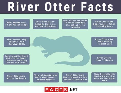 Top 12 River Otter Facts - Diet, Habitat, Anatomy & More | Facts.net Otter Symbolism, Otter Anatomy, Otter Habitat, Animal Fun Facts, Otter Facts, Underwater River, Otter Animal, Animal Adventures, Aquatic Ecosystem