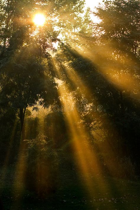 Light Shinning Through Trees, Sunlight Shining Through Trees, Sunrays Through Trees, Sun Coming Through Trees, Sun Rays In Forest, Sun Rays Through Trees, Golden Rays Of Sunshine, Sun Ray Photography, God Rays Sunlight