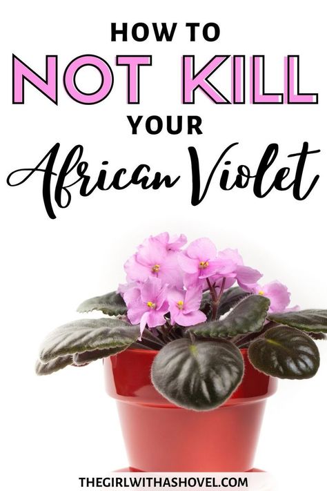 Violet Plant Care, African Violet Care, Diy Container, African Violets Plants, Plant Care Tips, Violet Plant, Household Plants, Plant Care Houseplant, Apartment Plants