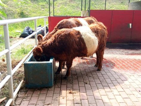 Miniature Cows - Guide to Small Cattle Breeds! Miniature Cows Breeds, Mini Cattle Breeds, Dexter Cows Small Farm, Miniature Dairy Cows, Raising Mini Highland Cows, Mini Cow Barn, Miniature Highland Cattle, Mini Hereford, Miniture Cows