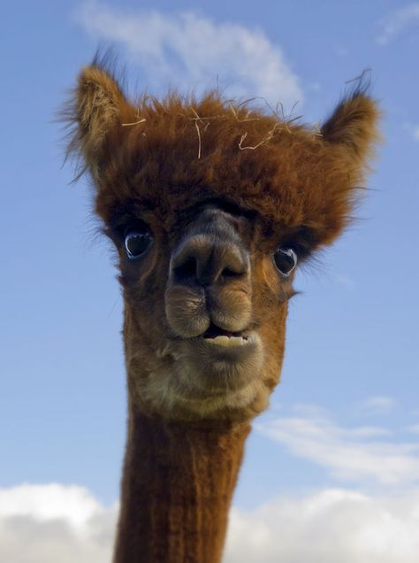 Well Hello There Lama Animal, Regard Animal, Cute Alpaca, Cute Animal Pictures, Sweet Animals, Animal Photo, Cute Little Animals, Beautiful Creatures