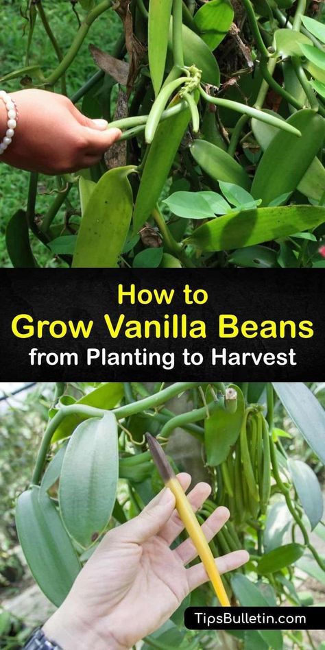 Grow Vanilla, Grow Vanilla Beans, Vanilla Planifolia, Vanilla Plant, Vanilla Beans, Vanilla Flavor, Veg Garden, Home Vegetable Garden, Container Gardening Vegetables