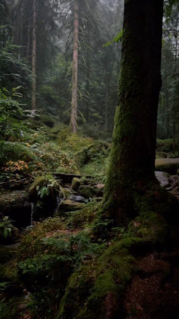 267K views · 127K likes | Michael Kagerer on Instagram: "Need more of these fairy tale forests in 2024 ✨🌿🌲 #folkscenery #outdoortones #moodygrams #folkgreen #nature #forest #blackforest #schwarzwald" Black Forest Germany, Fairy Tale Forest, Cedar Forest, The Black Forest, Comics Story, Nature Forest, January 4, Fictional World, Black Forest