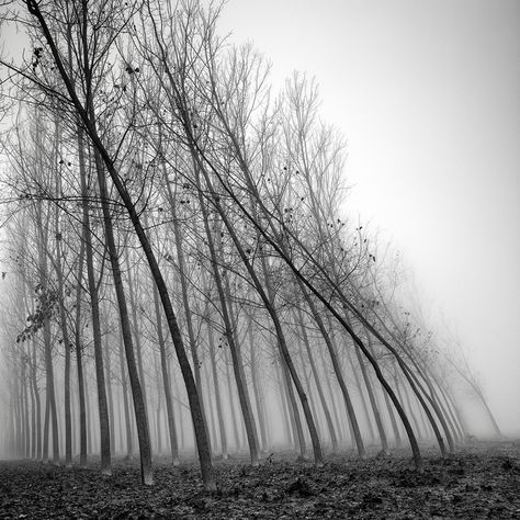 Force Of Nature, Tree Photography, The Fog, Pics Art, The Force, Landscape Photos, Arbor, Black And White Photography, Beautiful World