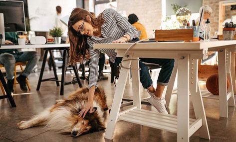 Dogs at Work: How to Return to the Office With Your Pet Dogs At Work, Employee Wellness Programs, Office Dog, Wellness Challenge, Cat Proofing, Workplace Wellness, Dog Potty Training, Corporate Wellness, Employee Wellness