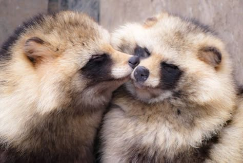 Japanese Raccoon Dog, Raccoon Dog, Trash Panda, Pretty Animals, Silly Animals, Racoon, Cute Little Animals, 귀여운 ��동물, Cute Funny Animals