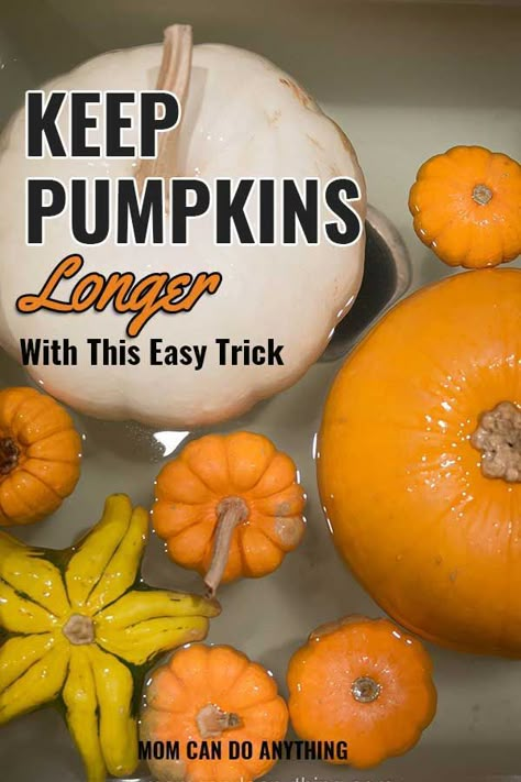 This is an easy trick to make your pumpkins last longer. This trick keeps pumpkins and gourds from rotting quickly. Pin this for fall. #pumpkins #howto #keep #tutorial #diy #fall #decor Decorating With Real Pumpkins, Pumpkin Gourds Fall Decorating, Pumpkin Decorating Ideas Fall Outside, Outside Pumpkin Decorating Ideas, Pumpkin Decorations Outdoor, Real Pumpkin Decor, Decorating With Small Pumpkins, How To Clean Pumpkins, Decorating With Pumpkins Outdoor