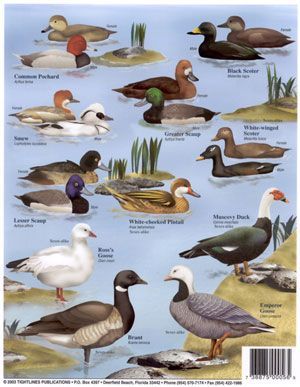 Duck Identification Chart | Duck Identification Chart #2: Duck Identification, Ducks And Geese, Duck Breeds, Animal Plates, Goose Hunting, Bird Identification, Animal Parade, Waterfowl Hunting, Hunting Life