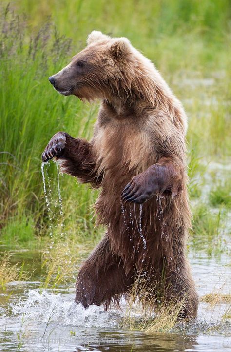 Standing Grizzly Bear © Mark Williams Standing Grizzly Bear, Bears Photos, Bear Painting, Creature Character, Mark Williams, Grizzly Bears, Bear Paintings, Eagle Pictures, Bear Photos