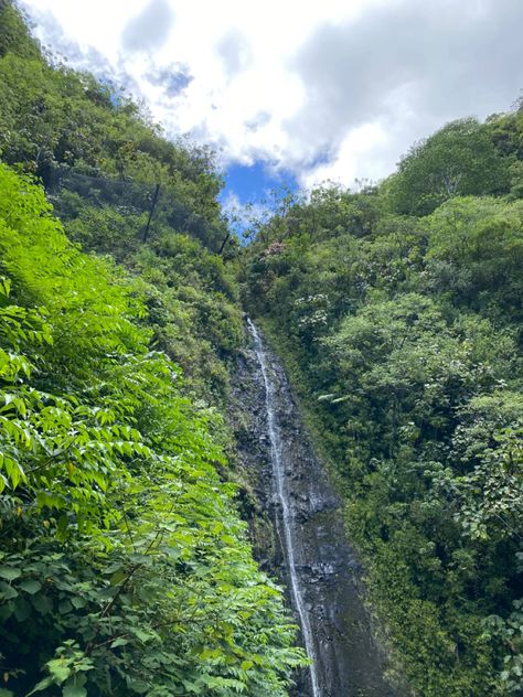 Manoa Falls, Oahu tourist attraction waterfall Hawaii hike tour trail tropical Moana Falls Oahu, Manoa Falls Oahu, Waterfall Hawaii, Hawaii Hike, Manoa Falls, Oahu Hikes, Hawaii Hikes, Style 2023, Hawaii Vacation