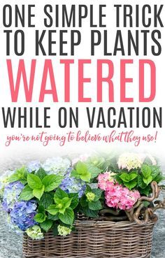 Need to keep those plants watered while on vacation? Check out this easy DIY trick to keep the plants watered. You won't believe what they use! Plant Watering Hacks, Garden Hack, Cottage Gardening, Self Watering Plants, Outside Plants, Making Plant Pots, Simple Garden, Homemaking Tips, Potted Plants Outdoor