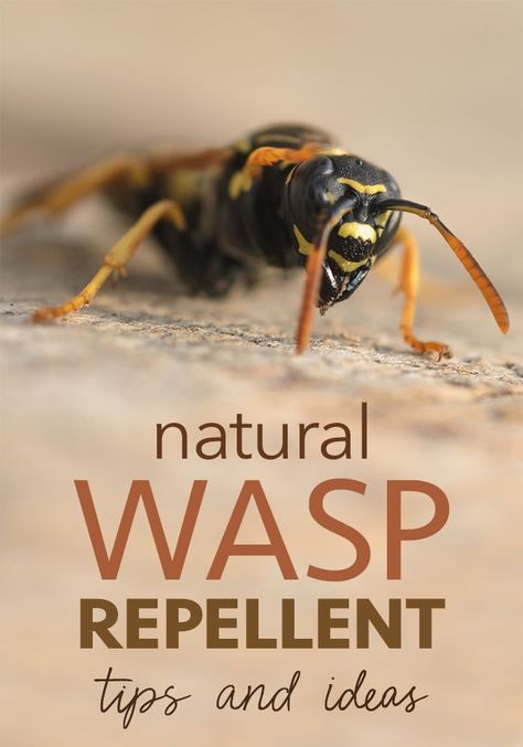 wasp repellent Natural Wasp Repellent, Wasp Sting Remedy, Wasp Spray, Peppermint Oil Uses, Wasp Repellent, Insect Repellent Plants, Get Rid Of Wasps, Wasp Traps, Wasp Stings