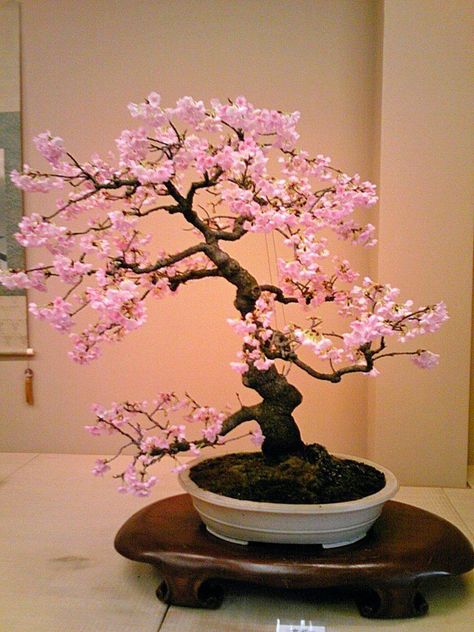 Bonsai Tree Tattoo, Cherry Bonsai, Cherry Blossom Bonsai Tree, Bonsai Tree Tattoos, Flowering Bonsai Tree, Japanese Bonsai Tree, Bonsai Tree Types, Bonsai Tree Care, Indoor Bonsai Tree