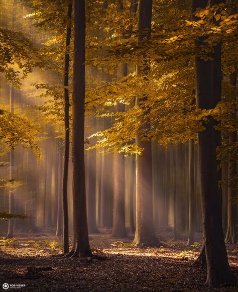 The golden delight by robvisser - Covers Photo Contest Vol 43 Outdoor Photography Tips, Forest Photos, Image Nature, Mystical Forest, Nature Aesthetic, Beautiful Tree, In The Forest, Fantasy Landscape, Landscape Photographers