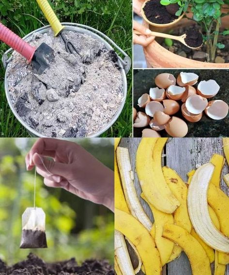 JAPUR FARM SOLUTIONS | 12 Homemade fertilizers for plants easy to find at home | Facebook Homemade Plant Fertilizer, Vegetable Scraps, Gardening Hacks, Balcony Plants, Fertilizer For Plants, Banana Peel, Plants Garden, Plant Health, Love Garden