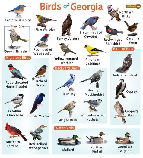 List of the Common Birds Found in Georgia – Facts with Pictures Different Types Of Birds, Blue Gray Gnatcatcher, Brown Thrasher, Types Of Birds, Northern Flicker, Bird Identification, Downy Woodpecker, Common Birds, Red Tailed Hawk